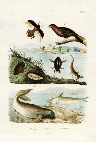 Dugong - French School